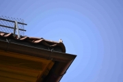 Og på taket sitter en liten fugl og synger