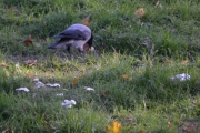 Vi har enda ikke kommet til Botanisk hage men her ser jeg en Kråke som har fått tak i litt mat