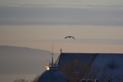 Jeg følger en Måke som flyr rett over Uranienborg kirke