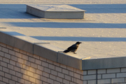 En Kråke sitter og nyter morgensolen på taket der borte