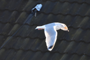 De siste bildene fra en flyvende Måke, men ser dere hva som er på taket bak?