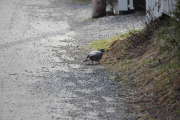 6 april 2019 - Nå er jeg på vei hjem men titter inn en sidevei, hva ser jeg da? En due som spaserer langs veien