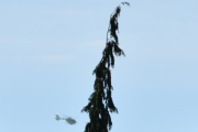 Morten 13 juli 2021 - Norsk Luftambulanse nesten på Høyenhall, og at det ikke satt en eneste fugl i det treet der er jo utrolig
