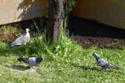 4 juni 2019 - Besøk av tre duer i hagen i dag