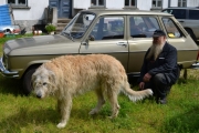 Irsk Ulvehund og en Renault 6