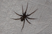 Morten 17 mai 2016 - stor edderkopp nede i kjelleren