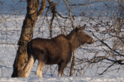 Knut 11 februar 2019 - Elgen ved Maridalsvannet, ørene går frem og tilbake, den blir nok forstyrret av lyder