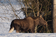 Knut 11 februar 2019 - Elgen ved Maridalsvannet, nei nå er det nok med lyder og den rusler videre