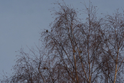 Knut 11 januar 2019 - Grønnfinkflokk i Maridalen