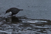 Knut 13 januar 2019 - Fossekallen i Akerselva, ikke en fugl man ser så ofte