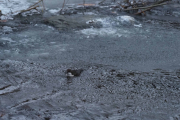 Knut 13 januar 2019 - Fossekallen i Akerselva, der svømmer den