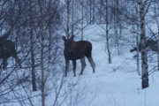 Knut 18 januar 2019 - 3 Elg i Maridalen