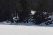 Knut 19 mars 2019 - Elgene på Maridalsvannet, så løper de fra kalven