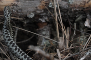 Knut 23 april 2019 - Huggorm hanner på Nestangen