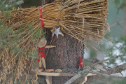 Knut 3 januar 2019 - Knut leter etter det rette julemotivet men da skal det ikke være en Spettmeis