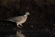 Knut 8 april 2019 - Duen i Botanisk hage, men hvilken due ser han her?