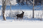 Knut 8 februar 2019 - Elgen på Sjærven gård, se så den spiser