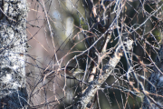 Morten 13 april 2019 - En Bokfink sitter i treet ved Glomma