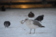 Morten 17 januar 2019 - Prøv å ta bilde av en Måke på Grønland, snille mennesker mater fuglene på Grønland det så jeg i dag