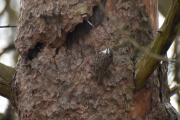 Morten 7 april 2021 - Trekryper i Svartdalsskogen, den ligner en mus der den kryper oppover
