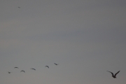 Morten 13 september 2018 - Stort fly oppe til venstre og seks store fugler mot Østensjøvannet og til slutt en Måke som krysser deres vei