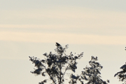 En stor fugl sitter i tretoppen der borte