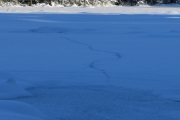 Dyrespor som kommer opp fra et hull i isen, er det Mink, Mår eller er det Bever. Men da tuller jeg på den siste