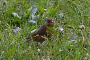Men nå skal vi videre til Frammuseet på Bygdøy, så dette blir siste fuglen på Huk. Var det en Grønnfink eller Kjernebiter?