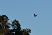 Forventet noen spennende fugler på morgenkvisten, her flyr det en Kråke