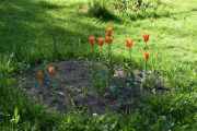 Det er blomsterbed over alt så jeg tar bilder av tre av dem, Tulipaner er vel dette