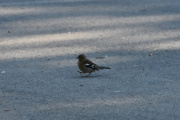 Men så dukker det opp en liten fugl på stien foran meg, dette tror jeg er Bokfinken