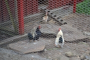 Der er det frittgående høner men de løper selvsagt inn i buret når jeg kommer