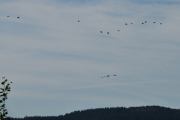 Men så dukker det opp en stor flokk med fugler der oppe over Kjeller flyplass