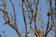 Ved nærmere ettersyn viser det seg at det er to fugler i treet