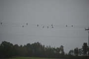 Og til slutt en flokk med duer som sitter oppe på ledningen langt der borte