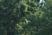 Knut tar et bilde av en fugl som flyr inn i skogen når vi kommer