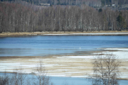 Her ligger isen litt enda og vi ser så vidt en fugl lang der ute på elven