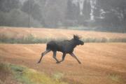 En Elg løper vanlig i 15 km/t men kan komme opp i 50 km/t, men her så bare jogger den