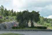 Fineste rundkjøringen i Kongsvinger, her har de fått til et fint tre