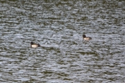 Flere fugler langt ut på vannet