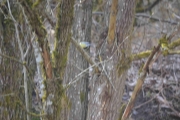 Østensjøvannet 8 april 2017 - Liten fugl i treet