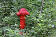 Hovedøya - En brannhydrant mitt inne i buskene ser vi også