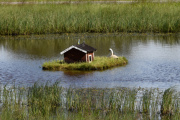På øya i den lille dammen sitter det en Knoppsvane og en Linerle på taket ved siden av
