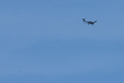 Morten 1 juni 2020 - Mikrofly over Høyenhall, det er vanskelig å høre, men jeg fikk den med en fugl da