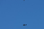 Morten 30 juli 2020 - G-OXFG over Høyenhall, snakker om å være uheldig. Ser du fuglen oppe i bilde?