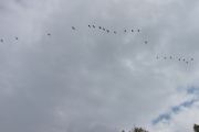 21 store fugler i luften, men hvem er de?