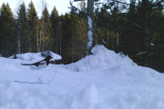 Knut 9 januar 2019 - Skjæra stikker innom rett som det er