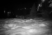 Morten 5 januar 2019 - Midt på natta har vi en skummel katt på tomta