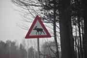 Jeg tror disse skiltene er satt opp for turistenes skyld, det er jo ikke en Elg å se
