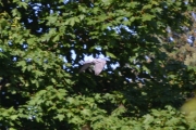 11 juni 2016 - skummel fugl nær treet